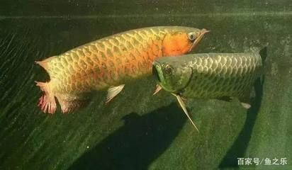 金龍和虎魚打架怎么辦:金龍魚和虎魚打架怎么辦 虎魚百科 第1張 金龍和虎魚打架怎么辦:金龍魚和虎魚打架怎么辦 金龍和虎魚打架怎么辦:金龍魚和虎魚打架怎么辦 虎魚百科 第1張