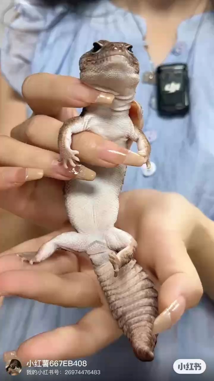出一批寵物守宮