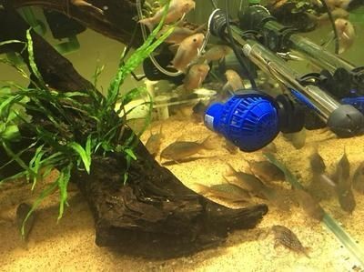 觀賞魚藍(lán)龍 觀賞魚藍(lán)龍 龍魚百科 第2張