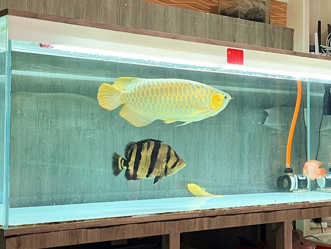 一組寫真流