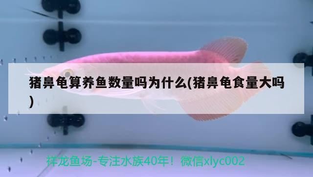 魟魚 豬鼻龜算養魚數量嗎為什么(豬鼻龜食量大嗎) 豬鼻龜百科 豬鼻龜算養魚數量嗎為什么(豬鼻龜食量大嗎) 豬鼻龜算養魚數量嗎為什么(豬鼻龜食量大嗎) 豬鼻龜百科