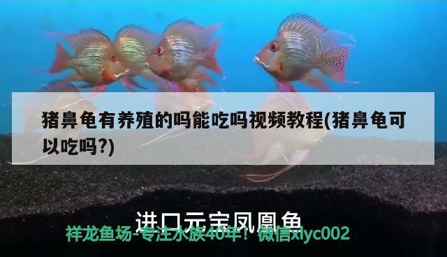 豬鼻龜有養殖的嗎能吃嗎視頻教程(豬鼻龜可以吃嗎?)
