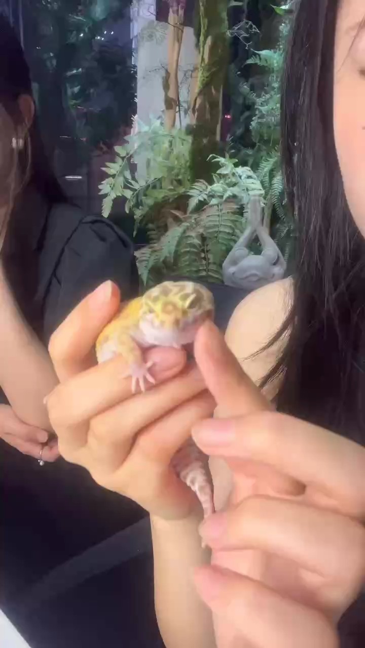 我的虎魚真菌感染了要怎么處理 出豹紋守宮三包 龍魚論壇 出豹紋守宮三包 出豹紋守宮三包 龍魚論壇