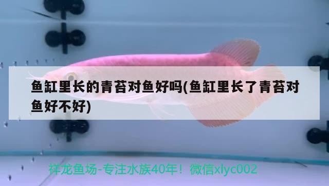 萊山區鴻林水族店