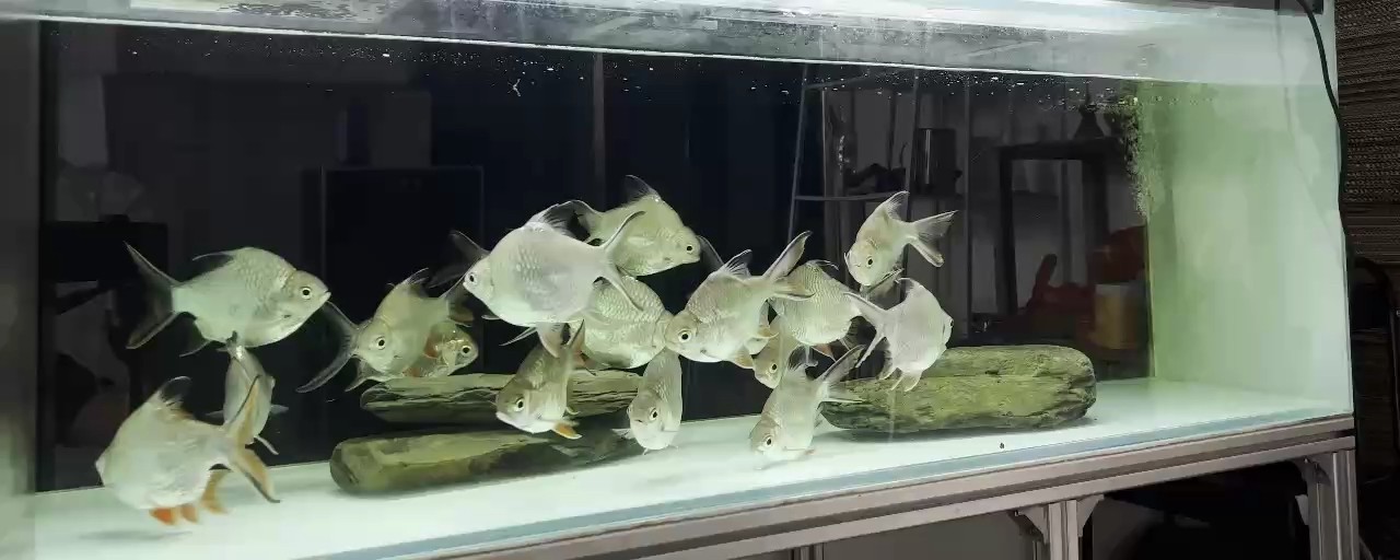 打卡上班 打卡上班 龍魚論壇