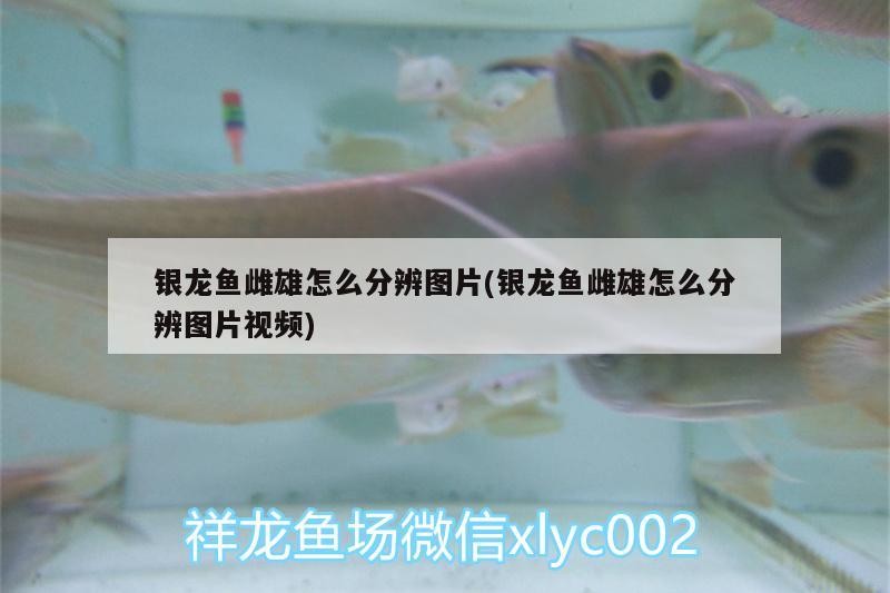魚缸用增氧泵價格是多少:魚缸增氧機-xtrac增氧機-xtrac增氧機 銀龍魚雌雄怎么分辨圖片(銀龍魚雌雄怎么分辨圖片視頻) 銀龍魚百科 銀龍魚雌雄怎么分辨圖片(銀龍魚雌雄怎么分辨圖片視頻) 銀龍魚雌雄怎么分辨圖片(銀龍魚雌雄怎么分辨圖片視頻) 銀龍魚百科