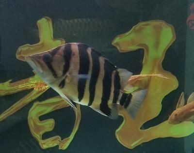 虎魚黑背景還是白背景好：虎魚黑背景還是白背景好呢？ 虎魚黑背景還是白背景好：虎魚黑背景還是白背景好呢？ 虎魚百科 第1張
