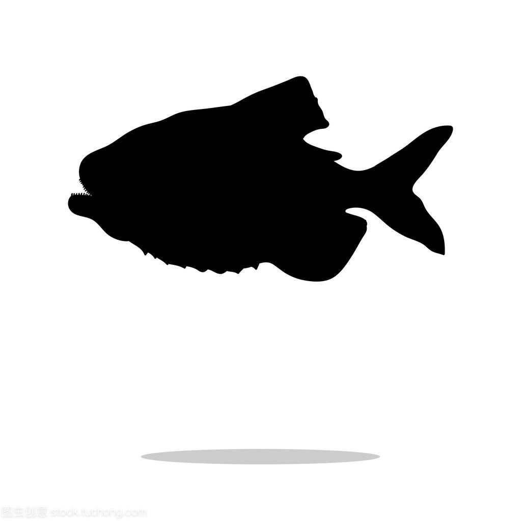 虎魚黑背景還是白背景好：虎魚黑背景還是白背景好呢？ 虎魚黑背景還是白背景好：虎魚黑背景還是白背景好呢？ 虎魚百科 第2張