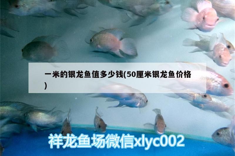 一米的銀龍魚值多少錢(50厘米銀龍魚價格)