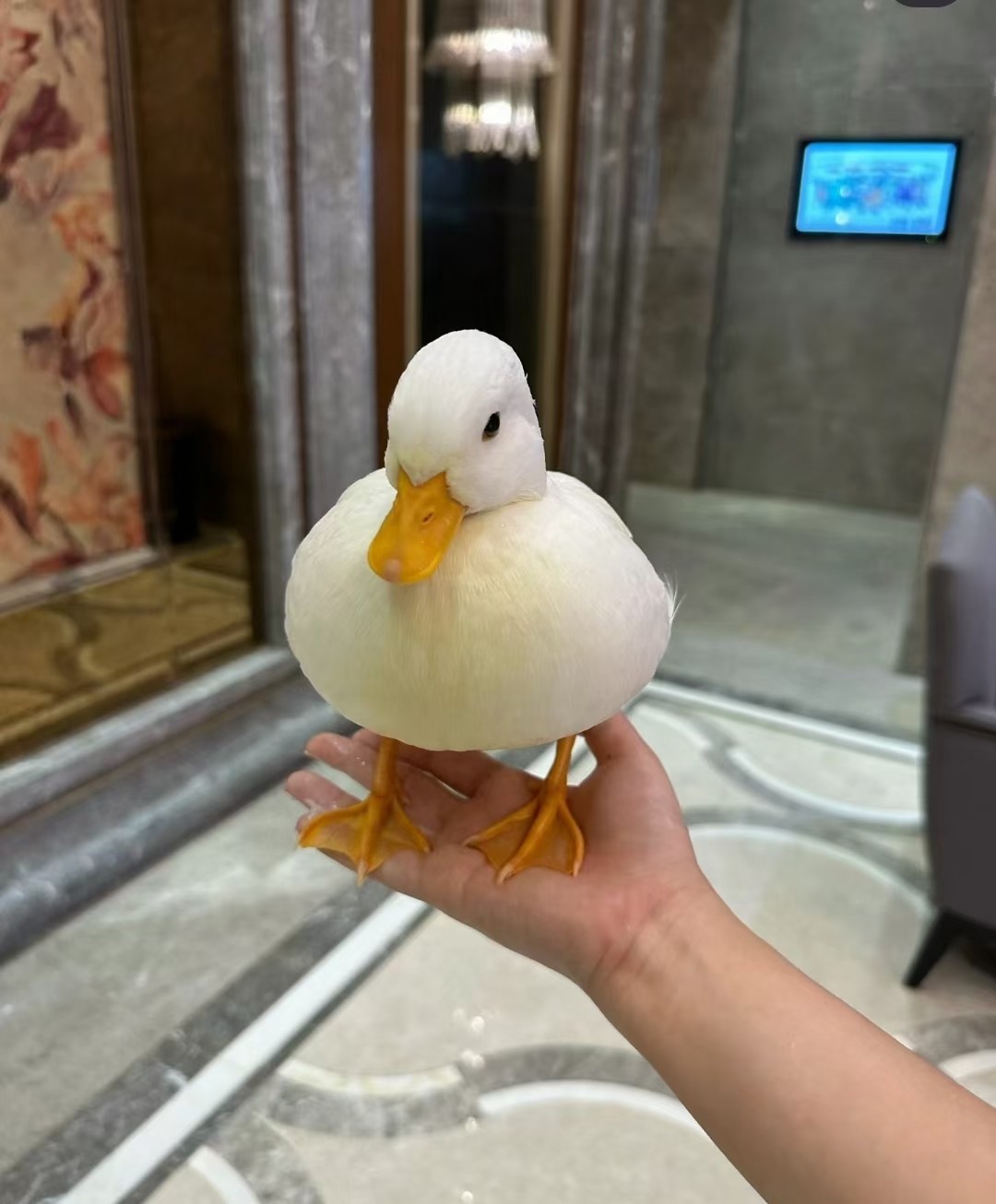 異寵寶寶