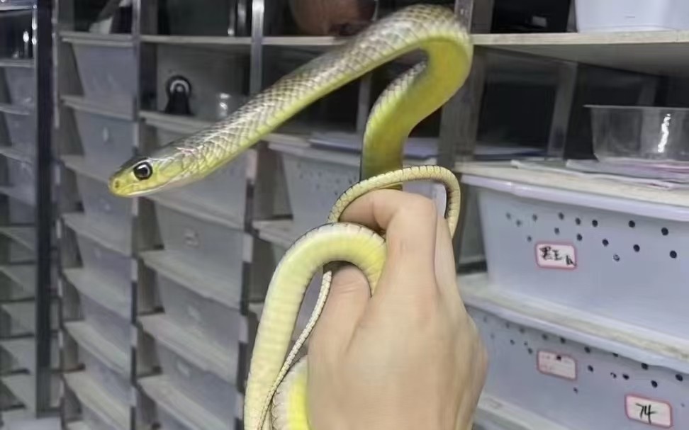 低價出寵物蛇