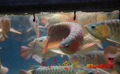 怎樣挑選過背金龍魚魚苗呢圖片：如何挑選優(yōu)質(zhì)的過背金龍魚魚苗