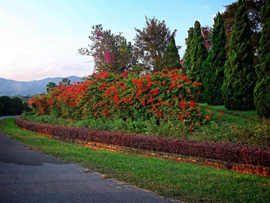 銀龍魚鱗片紅色正常么(銀龍魚鱗發(fā)紅怎么回事) 銀龍魚鱗片紅色正常么(銀龍魚鱗發(fā)紅怎么回事) 銀龍魚百科 第2張