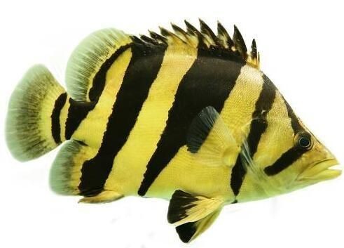 印尼虎魚吃什么樣的人工飼料好：印尼虎魚吃什么樣的人工飼料好印尼虎魚吃什么樣的人工飼料好