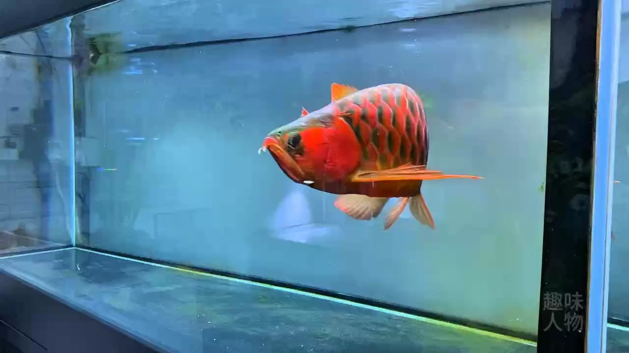 你中有我，我中有你。 你中有我，我中有你。 龍魚論壇