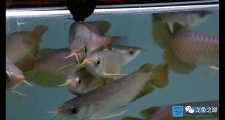 印度尼西亞紅龍魚產地在哪里?。河《饶嵛鱽喖t龍魚產地