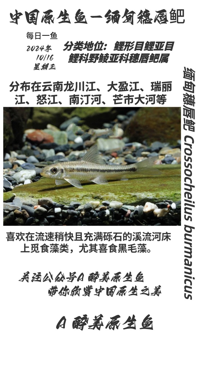 緬甸穗唇鲃 緬甸穗唇鲃 龍魚論壇