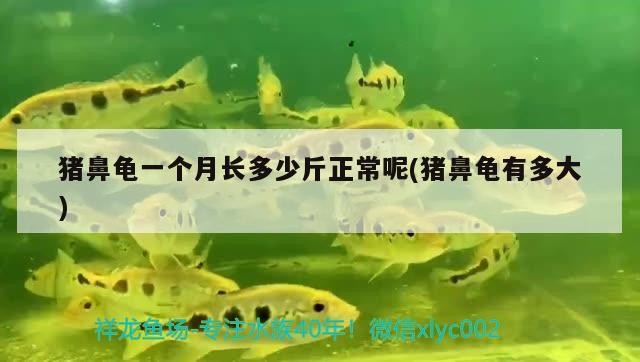 豬鼻龜一個(gè)月長(zhǎng)多少斤正常呢(豬鼻龜有多大) 豬鼻龜一個(gè)月長(zhǎng)多少斤正常呢(豬鼻龜有多大) 豬鼻龜百科