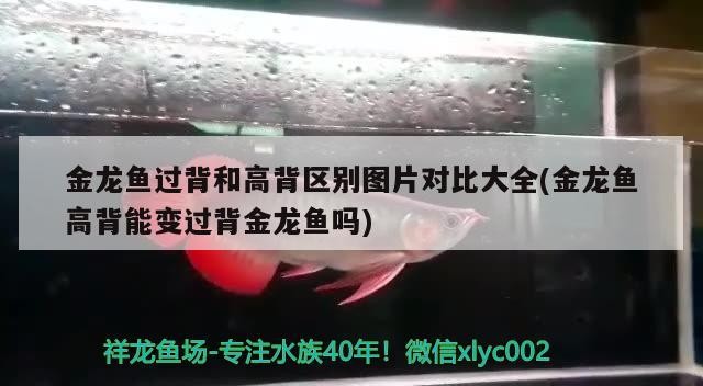 金龍魚過背和高背區別圖片對比大全(金龍魚高背能變過背金龍魚嗎)