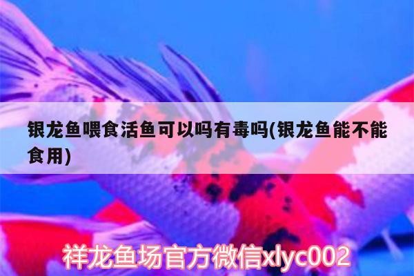 銀龍魚喂食活魚可以嗎有毒嗎(銀龍魚能不能食用) 銀龍魚喂食活魚可以嗎有毒嗎(銀龍魚能不能食用) 銀龍魚百科