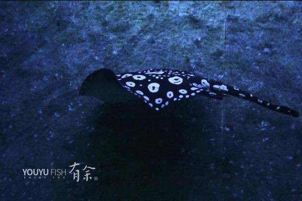 魟魚老撅嘴：魟魚撅嘴可能是由于多種原因引起的，