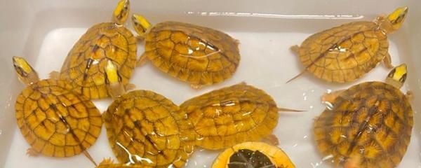 豬鼻龜招財辟邪嗎視頻大全：豬鼻龜招財辟邪養什么龜