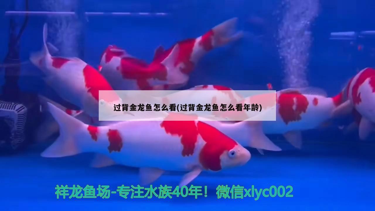 魚缸用增氧泵價格是多少:魚缸增氧機-xtrac增氧機-xtrac增氧機 過背金龍魚怎么看(過背金龍魚怎么看年齡) 金龍魚百科 過背金龍魚怎么看(過背金龍魚怎么看年齡) 過背金龍魚怎么看(過背金龍魚怎么看年齡) 金龍魚百科