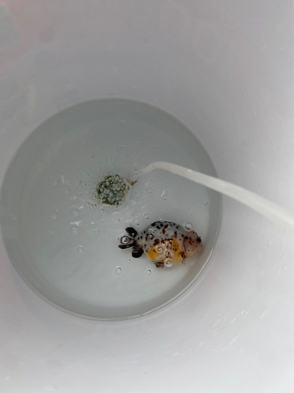 魚缸發現有魚長白點鯉魚側邊長毛 今天下了200克鹽換三分之一水 看看有么有效果  今天買的甲硝銼片到了 晚上給小魚用上