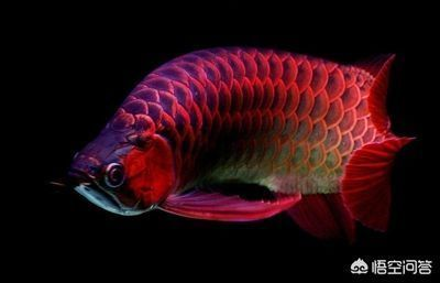 龍魚蒙眼可以用慶大霉素嗎vs祥龍魚場：慶大霉素可以治療龍魚的蒙眼問題嗎 龍魚蒙眼可以用慶大霉素嗎vs祥龍魚場：慶大霉素可以治療龍魚的蒙眼問題嗎 vs祥龍魚場 第2張