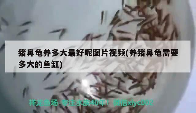 豬鼻龜養多大最好呢圖片視頻(養豬鼻龜需要多大的魚缸)