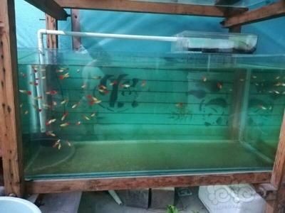 20厘米的魚缸能養(yǎng)幾條孔雀魚：魚缸大小和孔雀魚的數(shù)量有著直接的關(guān)系，魚缸養(yǎng)殖注意事項