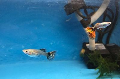 20厘米的魚缸能養(yǎng)幾條孔雀魚：魚缸大小和孔雀魚的數(shù)量有著直接的關(guān)系，魚缸養(yǎng)殖注意事項