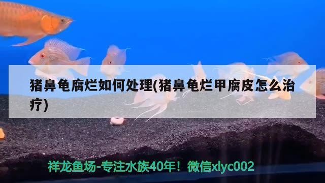 豬鼻龜腐爛如何處理(豬鼻龜爛甲腐皮怎么治療) 豬鼻龜腐爛如何處理(豬鼻龜爛甲腐皮怎么治療) 豬鼻龜百科