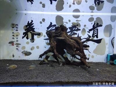 虎魚可以和蝴蝶鯉混養(yǎng)嗎？：虎魚和蝴蝶鯉可以混養(yǎng)嗎虎魚和蝴蝶鯉可以混養(yǎng)嗎 虎魚可以和蝴蝶鯉混養(yǎng)嗎？：虎魚和蝴蝶鯉可以混養(yǎng)嗎虎魚和蝴蝶鯉可以混養(yǎng)嗎 虎魚百科 第2張