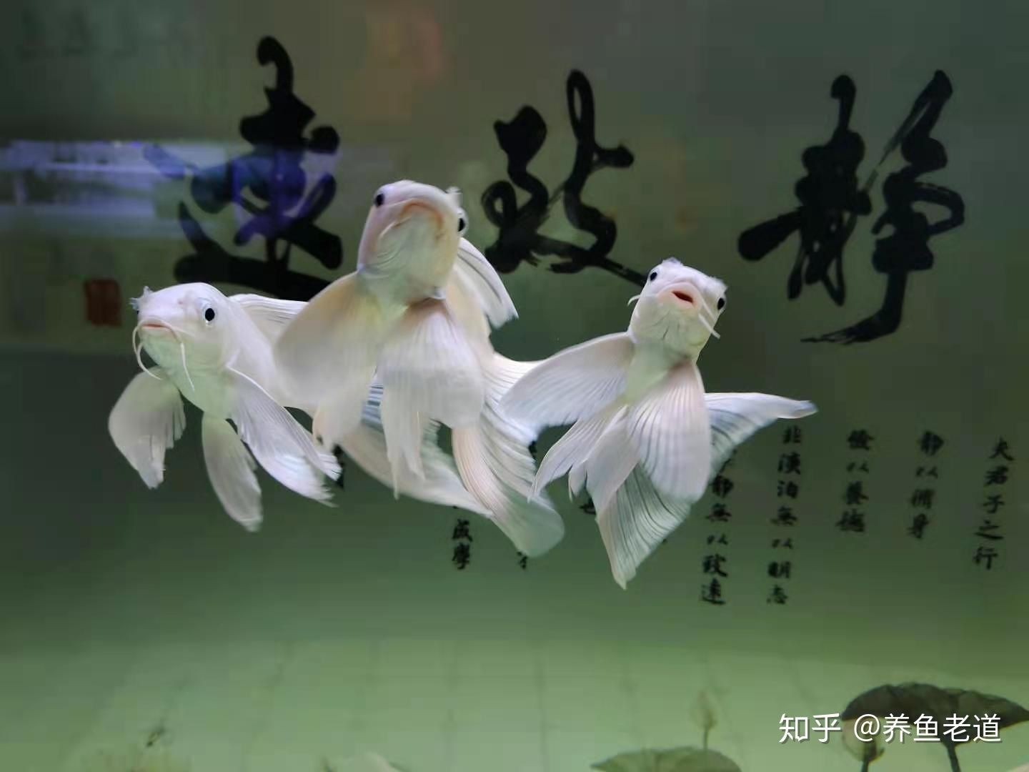 虎魚可以和蝴蝶鯉混養(yǎng)嗎？：虎魚和蝴蝶鯉可以混養(yǎng)嗎虎魚和蝴蝶鯉可以混養(yǎng)嗎 虎魚可以和蝴蝶鯉混養(yǎng)嗎？：虎魚和蝴蝶鯉可以混養(yǎng)嗎虎魚和蝴蝶鯉可以混養(yǎng)嗎 虎魚百科 第3張