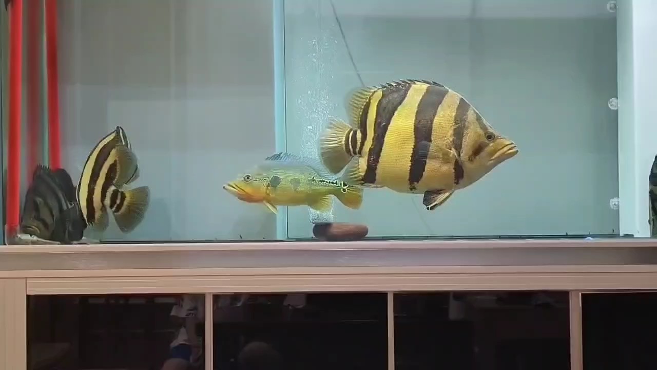 龍魚干蝦有營養(yǎng)嗎 2024年虎魚總冠軍 龍魚論壇 2024年虎魚總冠軍 2024年虎魚總冠軍 龍魚論壇