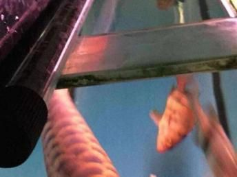 虎魚養幾條不打架：虎魚養幾條不打架主要取決于以下幾個因素