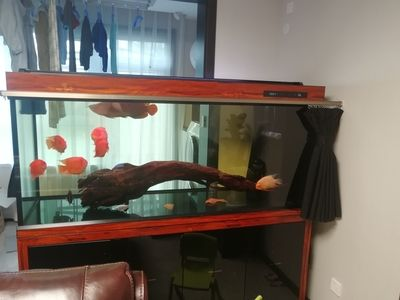 虎魚為什么不好養：關于“虎魚為什么不好養”的問題 虎魚為什么不好養：關于“虎魚為什么不好養”的問題 虎魚百科 第2張