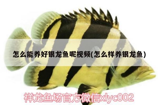 怎么能養好銀龍魚呢視頻(怎么樣養銀龍魚)