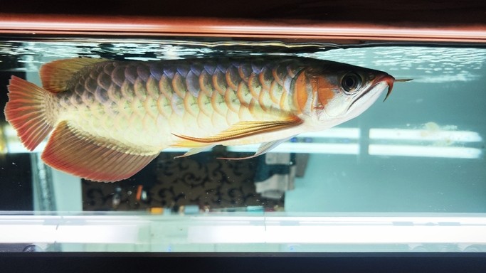 黑底側燈8小時