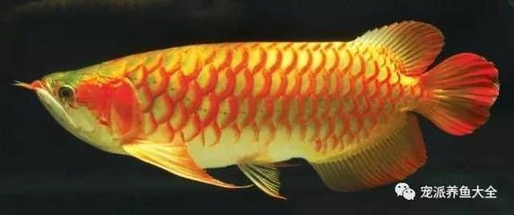 龍魚的最佳溫度和濕度是多少 龍魚的最佳溫度和濕度是多少 龍魚百科 第2張