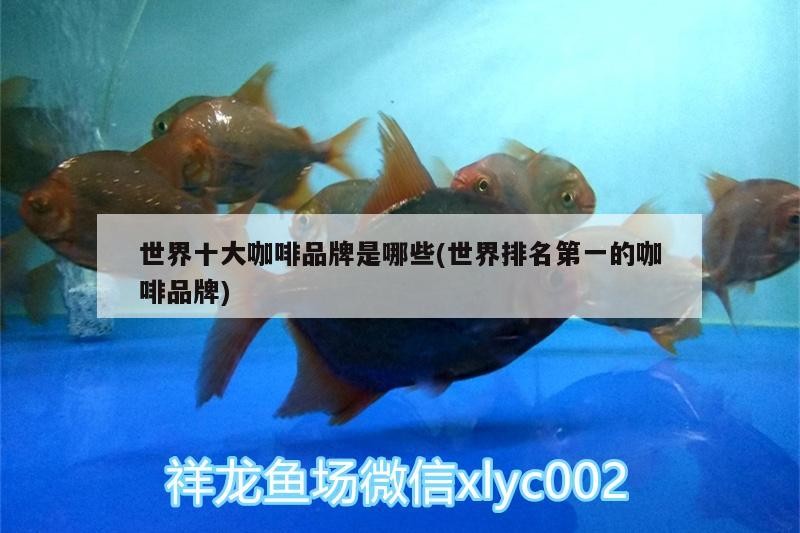 世界十大咖啡品牌是哪些(世界排名第一的咖啡品牌) 世界十大咖啡品牌是哪些(世界排名第一的咖啡品牌) 馬來西亞咖啡