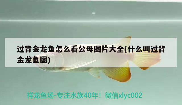 過背金龍魚怎么看公母圖片大全(什么叫過背金龍魚圖)