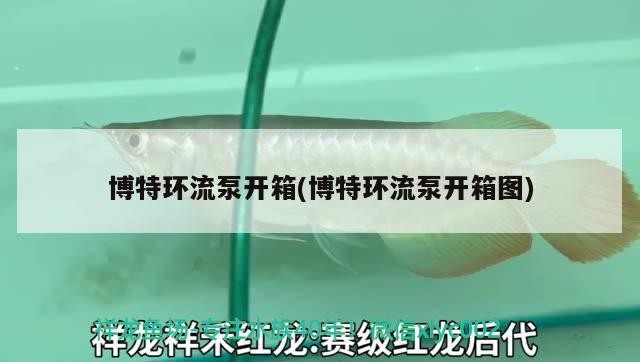 銀龍魚適合多大的魚缸養(yǎng)(養(yǎng)銀龍魚用多大的魚缸) 博特環(huán)流泵開箱(博特環(huán)流泵開箱圖) 博特水族 博特環(huán)流泵開箱(博特環(huán)流泵開箱圖) 博特環(huán)流泵開箱(博特環(huán)流泵開箱圖) 博特水族