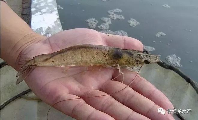 錦鯉莫名其妙死了一條？別慌！可能是這些原因導致的