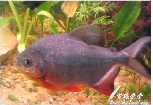 虎魚吃多少：小虎魚的食量因個體大小和種類不同而有所差異