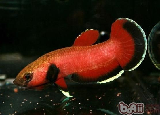 魟魚死前的征兆有哪些：魟魚死前的征兆