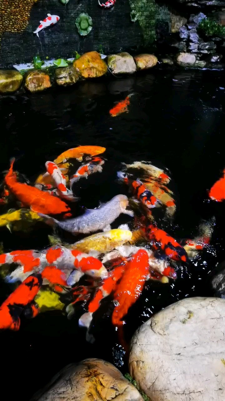 加餐增肥
