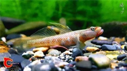吻類蝦虎可以和枝椏蝦虎一起養嗎：吻類蝦虎與枝椏蝦虎可以一起養嗎，吻類蝦虎可以一起養嗎