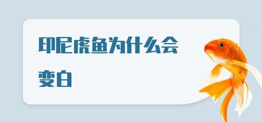 虎魚全身變白：為什么印尼虎魚全身變白？ 虎魚全身變白：為什么印尼虎魚全身變白？ 虎魚百科 第3張